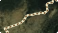 Single Track Offroad.png